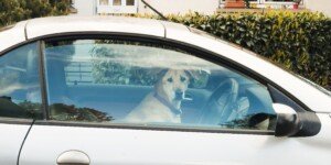 Pies w samochodzie pozostawiony podczas upału na parkingu przed sklepem.