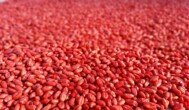 Zaprawiony kwalifikowany materiał siewny 2026 pszenicy objęty dopłatą ARiMR