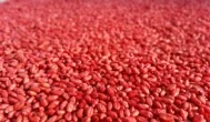 Zaprawiony kwalifikowany materiał siewny 2026 pszenicy objęty dopłatą ARiMR