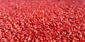 Zaprawiony kwalifikowany materiał siewny 2026 pszenicy objęty dopłatą ARiMR