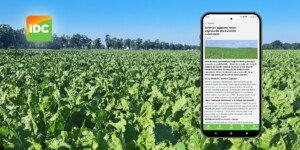 IDC Sumi Agro: fitokomunikaty, doradztwo i premia 30 zł w Hajsiwo powraca.