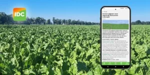 IDC Sumi Agro: fitokomunikaty, doradztwo i premia 30 zł w Hajsiwo powraca.