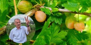 skutki upałow na plantacjach