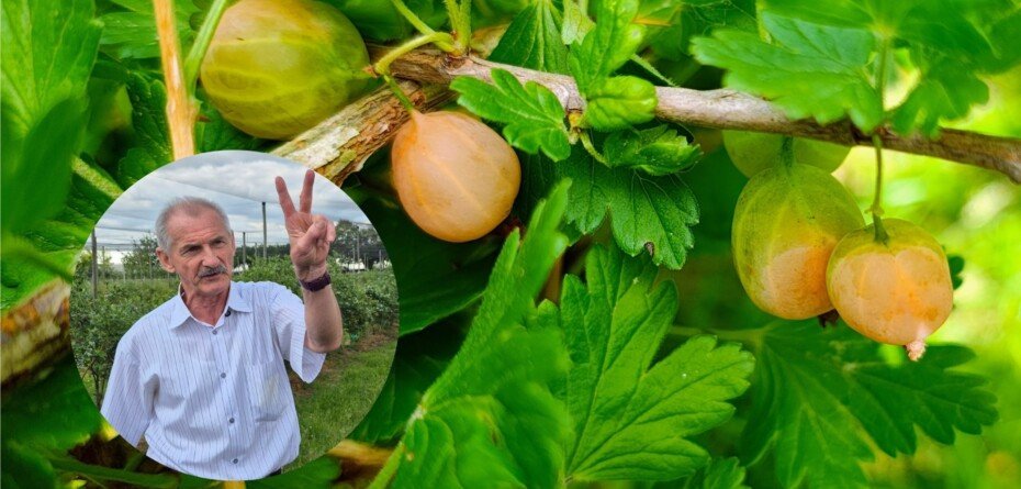 Kolejne skutki upałów mogą ujawnić się na plantacjach. Prof. Pluta ostrzega