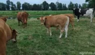 Ceny bydła 9 lipca 2026