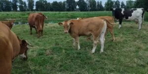 Ceny bydła 9 lipca 2026