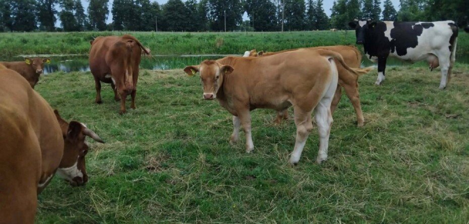 Ceny bydła zwolniły. Skupy płacą mniej niż pod koniec maja