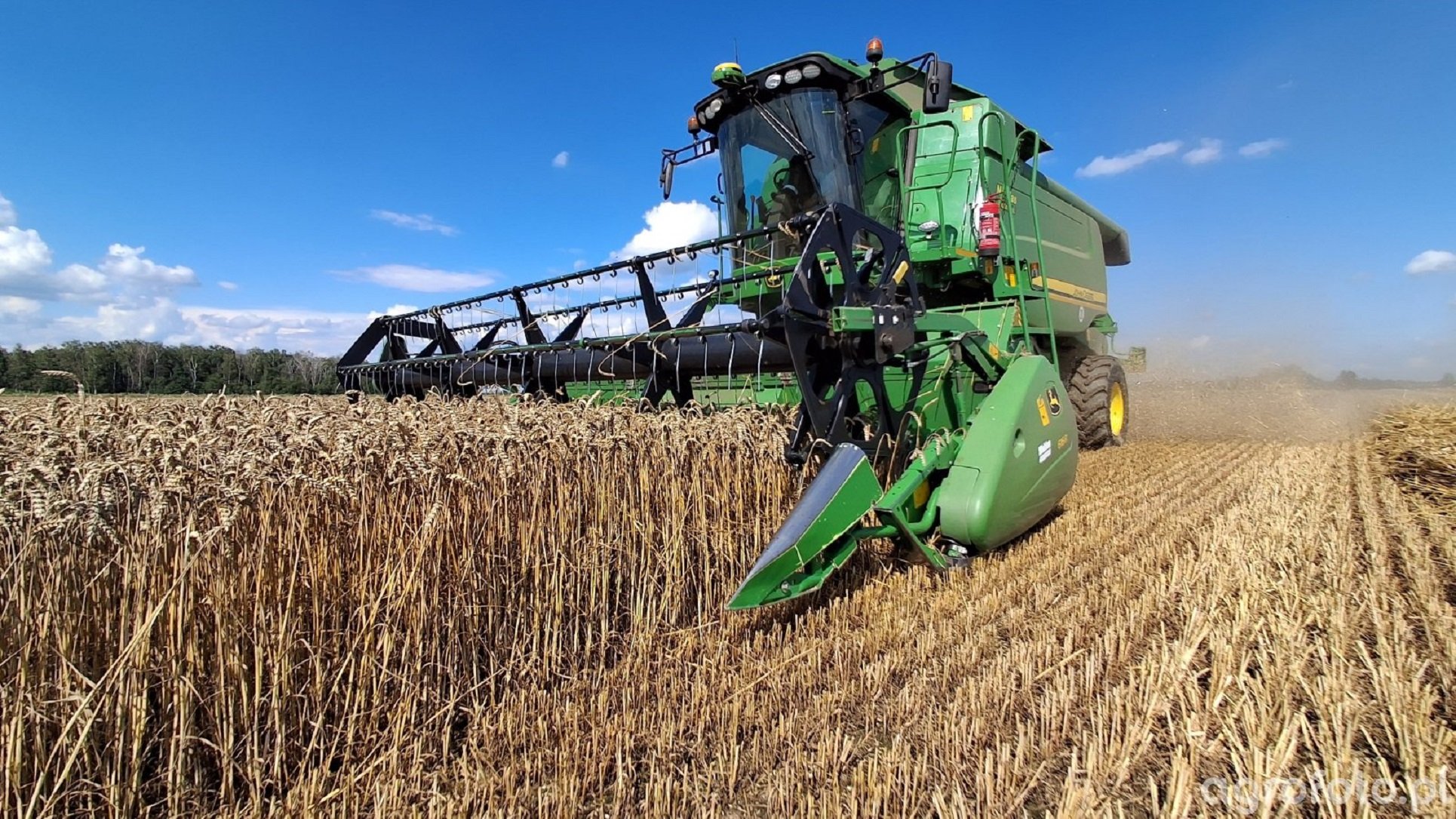 Ceny pszenicy przed żniwami 2026