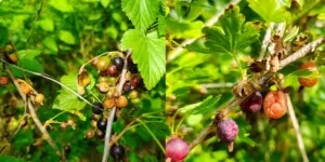 Upał zniszczył owoce-porzeczka czarna owoce na krzewie-agres owoce na krzewie