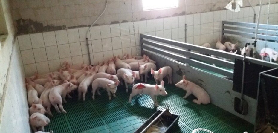 ASF znów uderza. Trzecie ognisko w Polsce i ponad 20 tys. świń w strefie zagrożenia