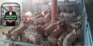 Wsparcie dla producentów trzody chlewnej