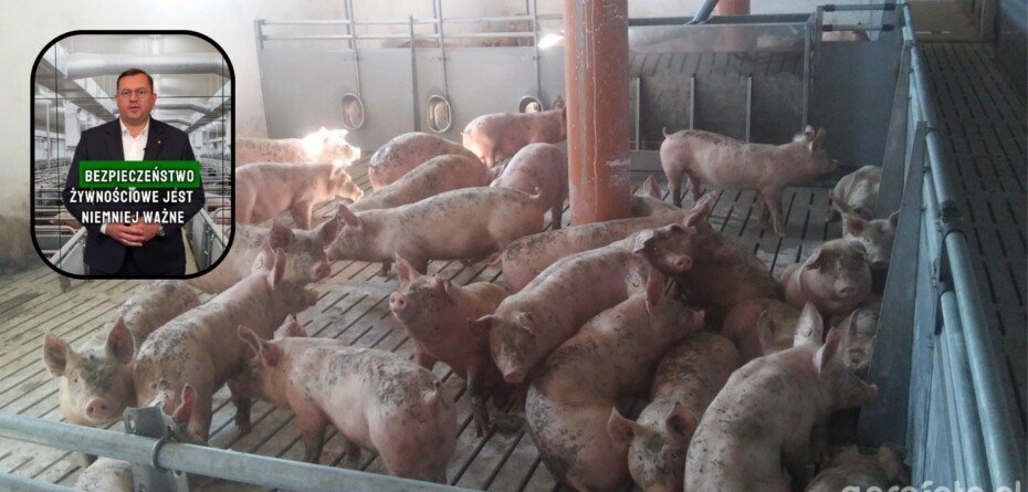 Wsparcie dla producentów trzody chlewnej. Rolnicy: 500 mln zł nie podniesie cen skupu