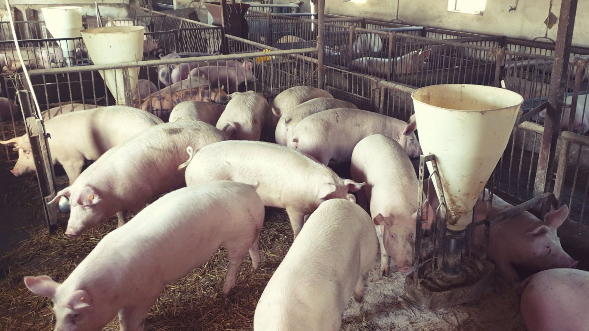 Ceny tuczników 30 lipca poszybowały. Dlaczego stawki tak bardzo się różnią?
