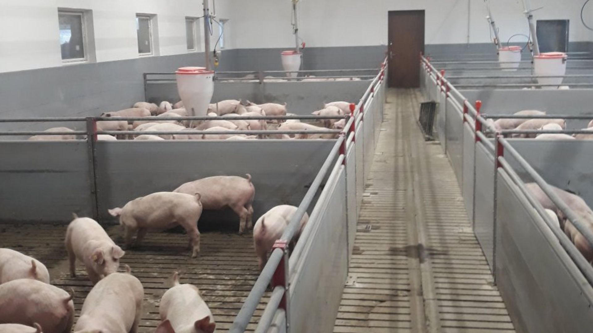 Najniższe ceny tuczników od 2022 r. Hodowcy obawiają się dalszych spadków