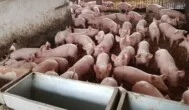 Aktualne ceny świń