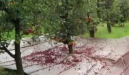 Ceny wiśni dziś