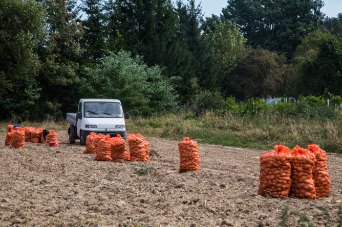 worki z ziemniakami na polu Rolniczy handel detaliczny