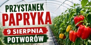 Przystanek Papryka
