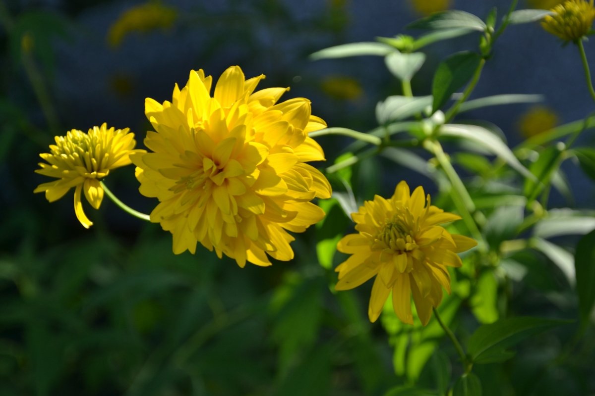 Rudbekia naga