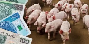 Cena żywca najniższa od 5 lat. Ponad 340 zł straty na tuczniku