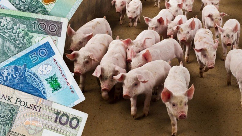Cena żywca najniższa od 5 lat. Ponad 340 zł straty na tuczniku
