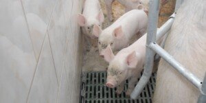 Dofinansowanie na bioaskurację ASF 2026