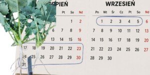 Terminy siewu rzepaku