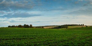 Miedź i siarka przed zimowymi stresami. Jak przygotować plantację jesienią?