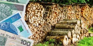 Ceny drewna opałowego jesienią 2026. Od 120 do 650 zł za m³ [CENNIK]