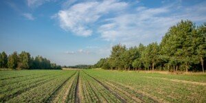 Dochód z 1 ha przeliczeniowego za 2025 r. wynosi 5479 zł. GUS podał nową kwotę. Sprawdź, jak zmieniła się rok do roku i ile wynosi miesięcznie. Pole uprawne w gospodarstwie rolnym – dochód z 1 ha przeliczeniowego 2025.