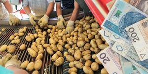 Ceny ziemniaków w hurcie od 53 gr_kg. Rolnicy chcą dopłat