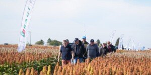 Dzień Sorgo RAGT 2026