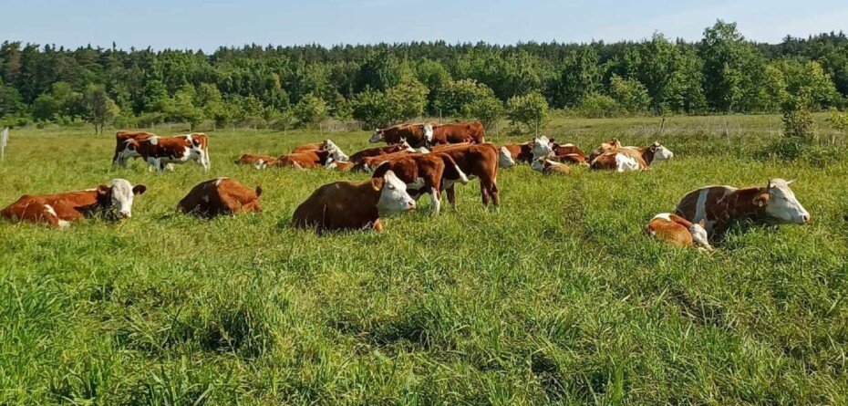 Inwestycje poprawiające dobrostan bydła i świń