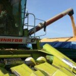 Mokra kukurydza prosto z pola. Jedni dostają 560 zł, inni nawet 660 zł/t