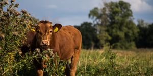 Brązowa krowa na pastwisku. Inwestycje w hodowli bydła i świń mogą otrzymać do 150 tys. zł dofinansowania z ARiMR.