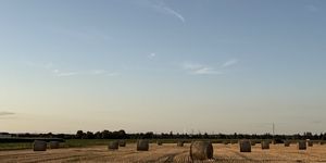 Pole po żniwach z belami słomy rozłożonymi na ściernisku. W tle drzewa i zabudowania gospodarskie.