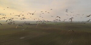 Grypa ptaków jesienią