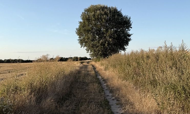 Polna droga wśród pól uprawnych i wysokich traw. Preferencyjne kredyty inwestycyjne dla rolników mogą wspierać zakup gruntów rolnych.