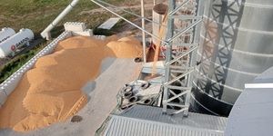 Ceny kukurydzy na koniec października 2026