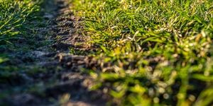 Wiejska ścieżka wśród zielonej trawy – krajobraz związany z działalnością KGW na obszarach wiejskich.