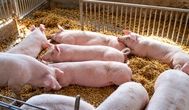 Ceny tuczników październik 2026